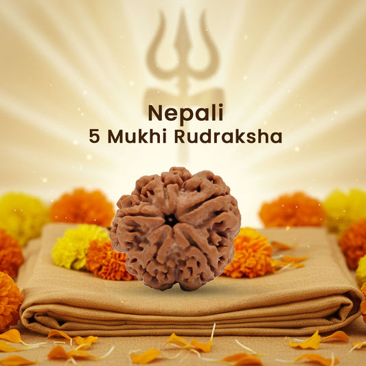 5 Mukhi Rudraksha (Har Ghar Rudraksha, Har Kanth Rudraksha)