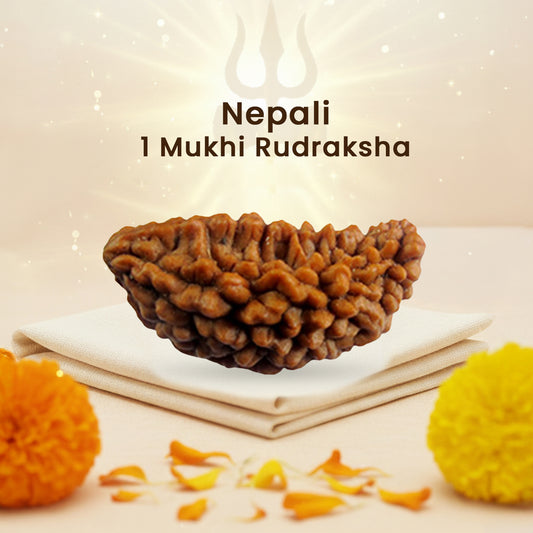 Nepali 1 Mukhi Rudraksha (Lab Certified)