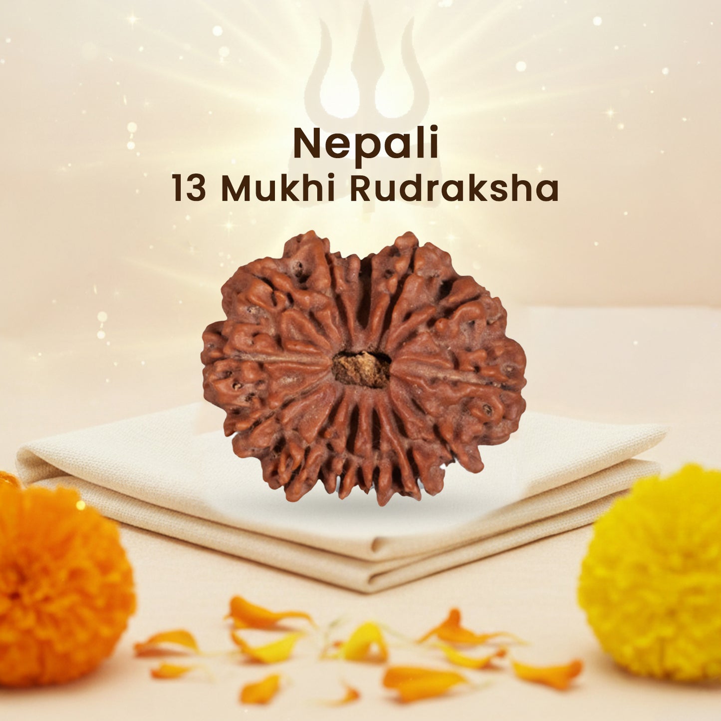 Nepali 13 Mukhi Rudraksha (Lab Certified)