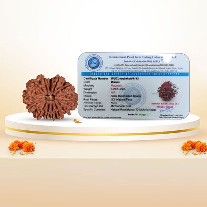 Nepali 13 Mukhi Rudraksha (Lab Certified)