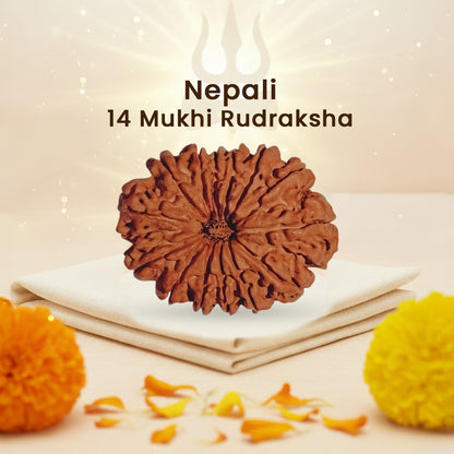 Nepali 14 Mukhi Rudraksha (Lab Certified)