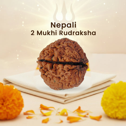 Nepali 2 Mukhi Rudraksha (Lab Certified)