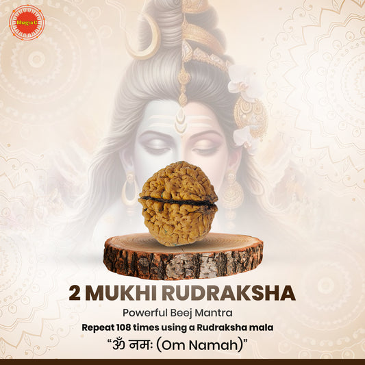 Nepali 2 Mukhi Rudraksha (Lab Certified)