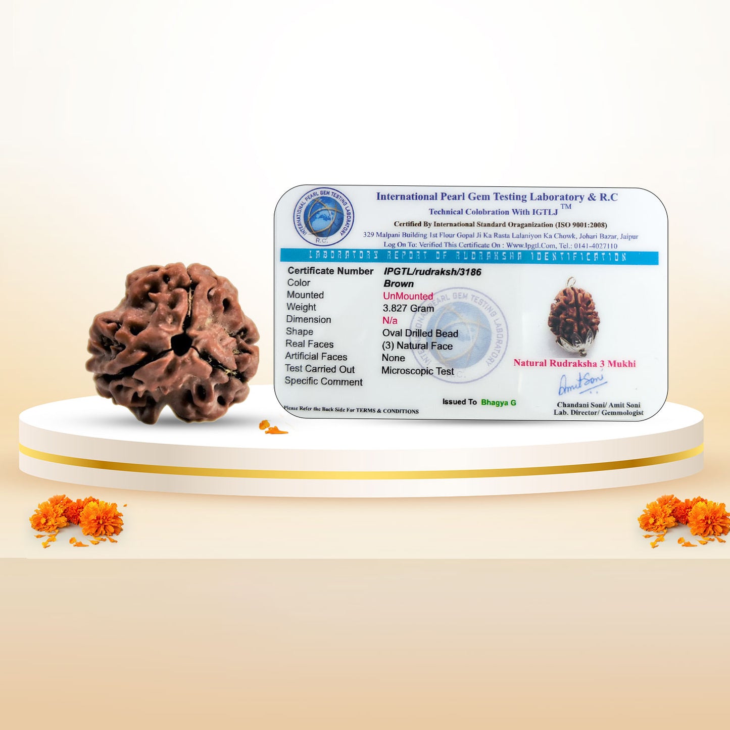 Nepali 3 Mukhi Rudraksha (Lab Certified)