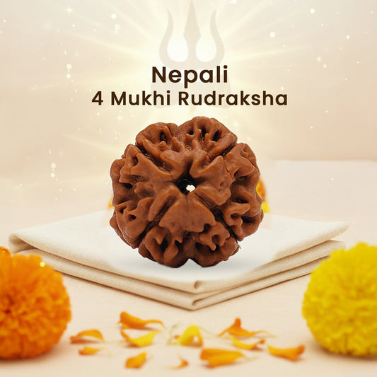 Nepali 4 Mukhi Rudraksha (Lab Certified)