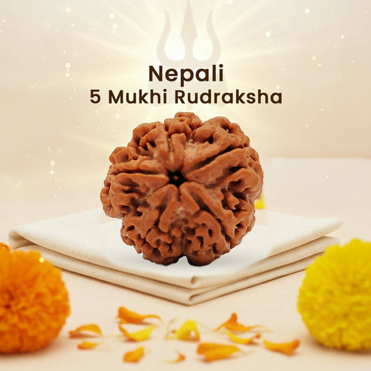 Nepali 5 Mukhi Rudraksha (Lab Certified)
