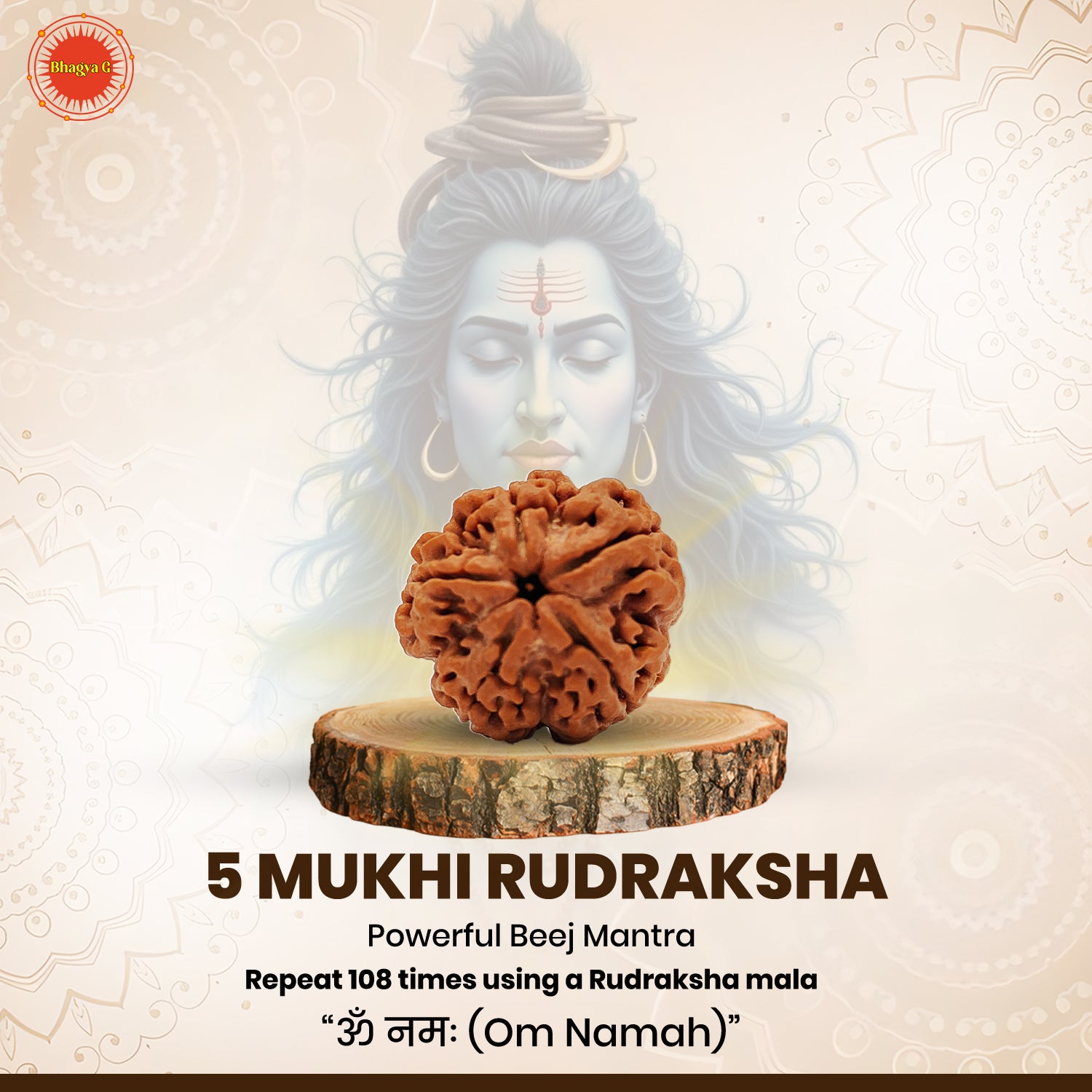 Original 5 Mukhi Rudraksha