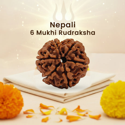 Nepali 6 Mukhi Rudraksha (Lab Certified)