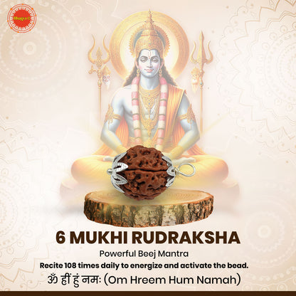 6 முக ருத்ராட்சம் (நேபாளி) உடல்நலம், செல்வம் மற்றும் வெற்றிக்கானது