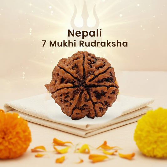 Nepali 7 Mukhi Rudraksha (Lab Certified)