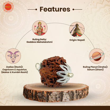Nepali 7 Mukhi Rudraksha (Lab Certified)
