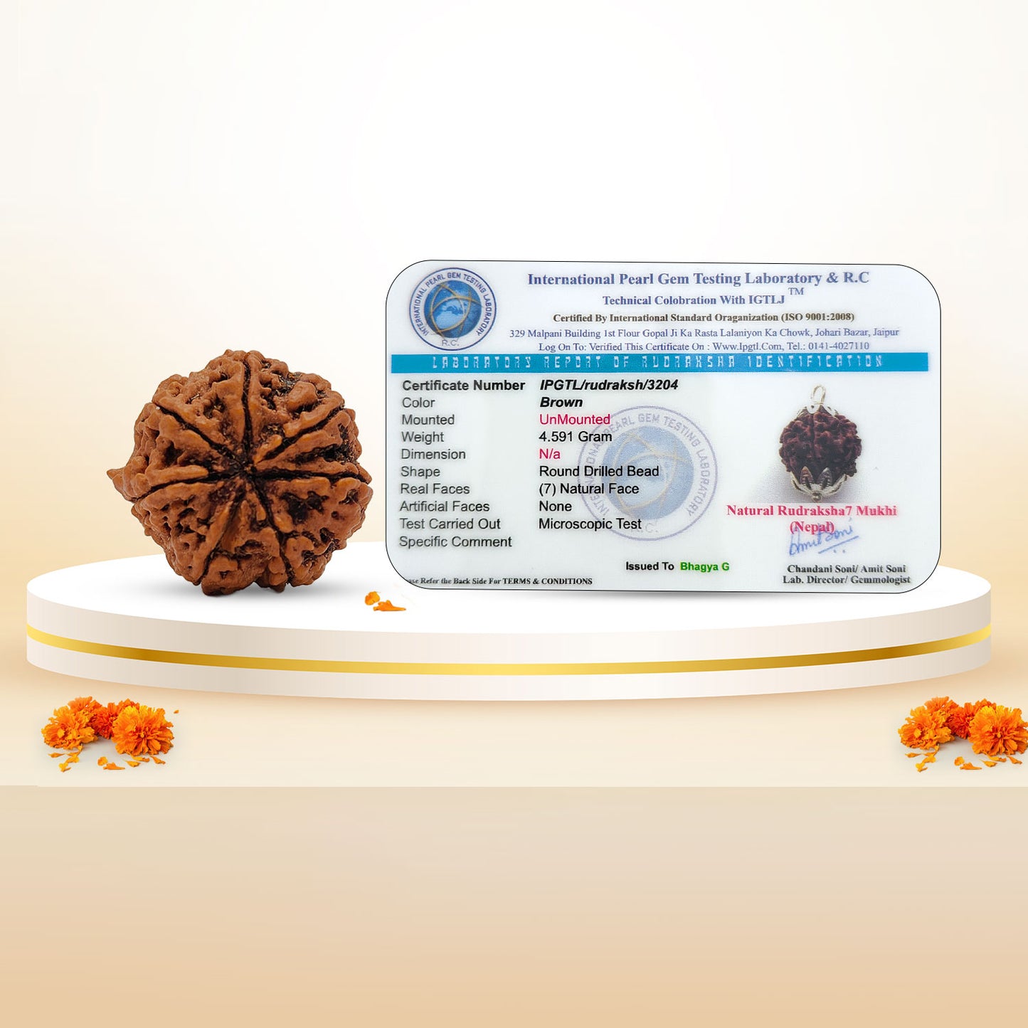 Nepali 7 Mukhi Rudraksha (Lab Certified)