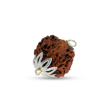 Nepali 7 Mukhi Rudraksha (Lab Certified)