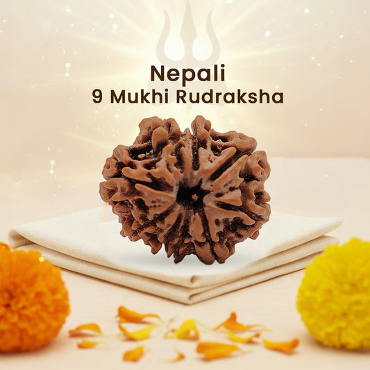 Nepali 9 Mukhi Rudraksha (Lab Certified)
