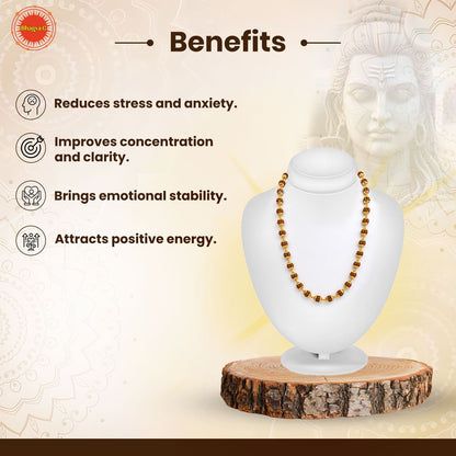 Premium Gold Plated Rudraksha Mala